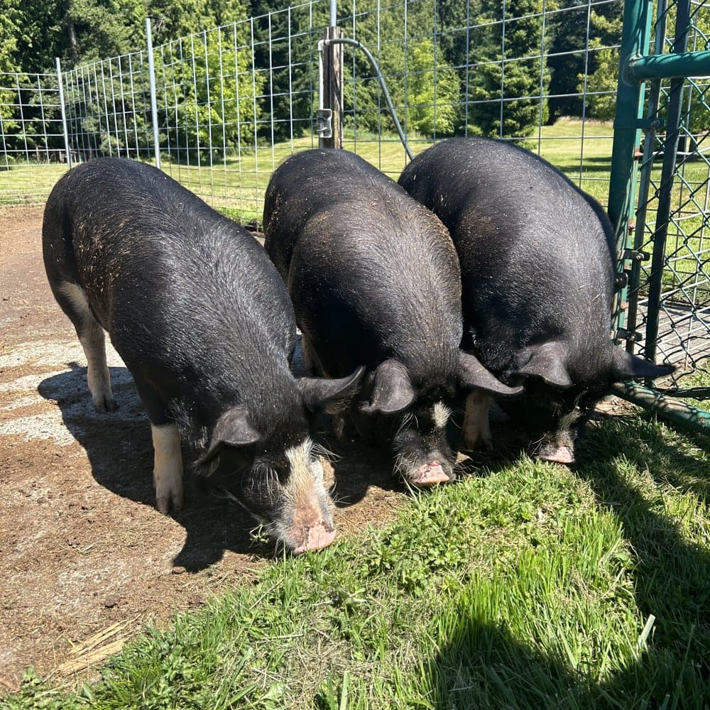 Three of our black-and-white KuneKune × Duroc pigs grazing by the fence